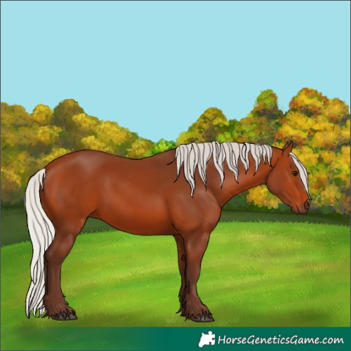 Horse Color:Silver Bay 