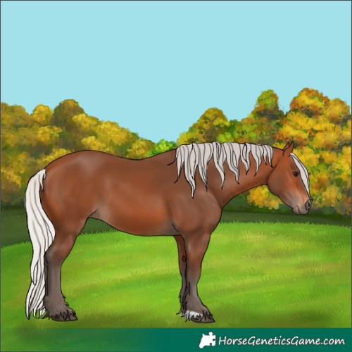 Horse Color:Silver Bay 