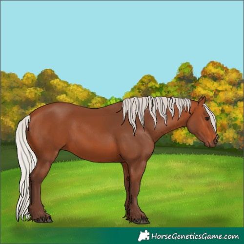 Horse Color:Silver Bay 