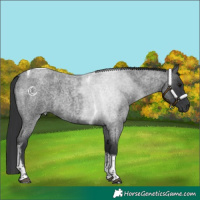 Horse Color:Blue Roan Tobiano