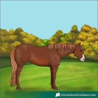 Horse Color:Chestnut Frame 