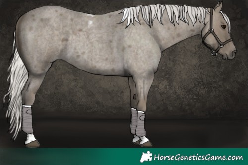 Horse Color:Silver Smoky Blue Roan Tobiano 
