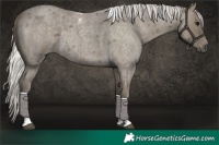Horse Color:Silver Smoky Blue Roan Tobiano