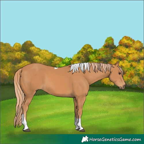 Horse Color:Chestnut Tobiano 