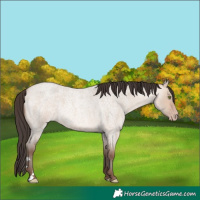 Horse Color:Amber Champagne Roan Dun 