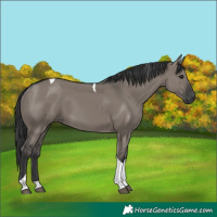 Horse Color:Grullo Tobiano 