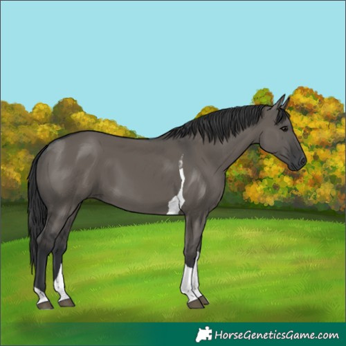 Horse Color:Grullo Tobiano 