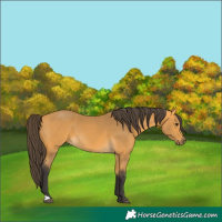 Horse Color:Buckskin 