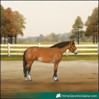 Horse Color:Buckskin 