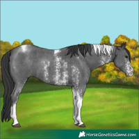 Horse Color:Black Sabino Tobiano 