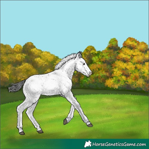 Horse Color:Grullo Sabino 