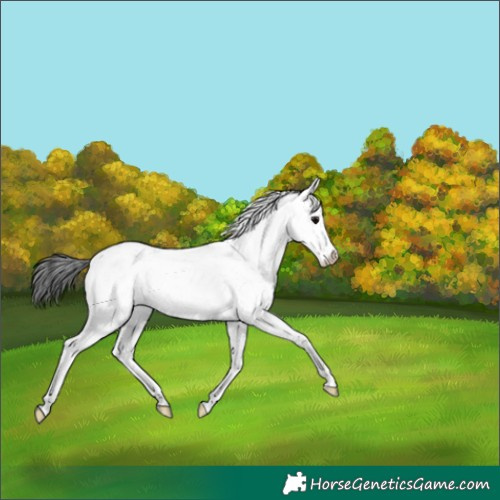 Horse Color:Black Sabino 