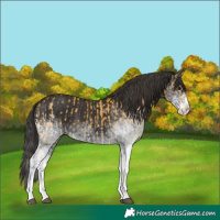 Horse Color:White Spotted Buckskin Splash  and White Spotted Smoky Black Splash 