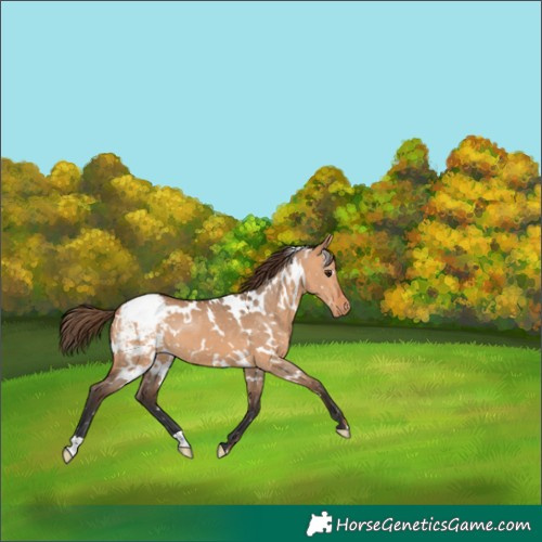 Horse Color:White Spotted Bay Dun Appaloosa 