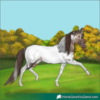Horse Color:White Spotted Brown Dun Mushroom Tobiano Appaloosa 