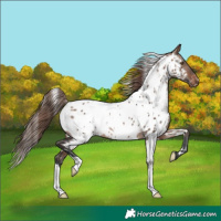 Horse Color:White Spotted Brown Dun Mushroom Near Leopard 