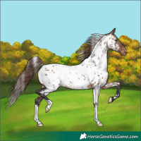 Horse Color:White Spotted Brown Dun Mushroom Near Leopard