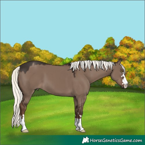 Horse Color:Liver Red Dun Mushroom 
