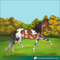 Horse Color:White Spotted Brown Appaloosa