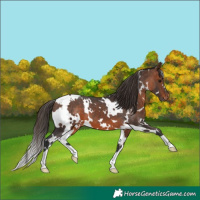 Horse Color:White Spotted Brown Blanket