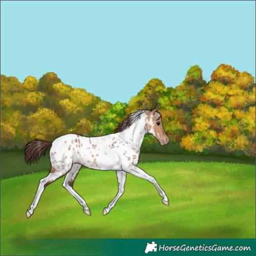 Horse Color:Bay Dun Tobiano Appaloosa 