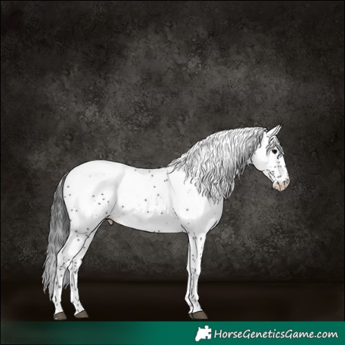 Horse Color:White Spotted Black Appaloosa 