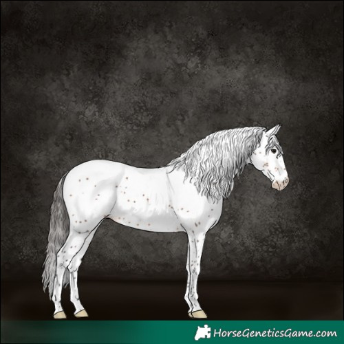 Horse Color:White Spotted Bay 