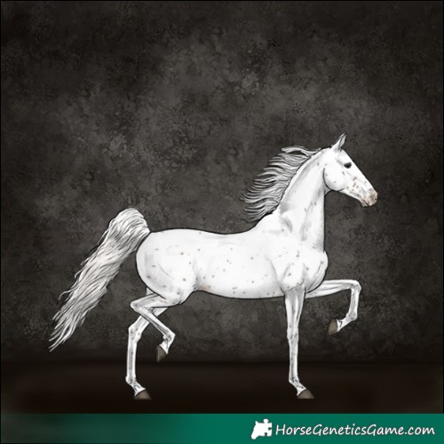 Horse Color:White Spotted Silver Black 
