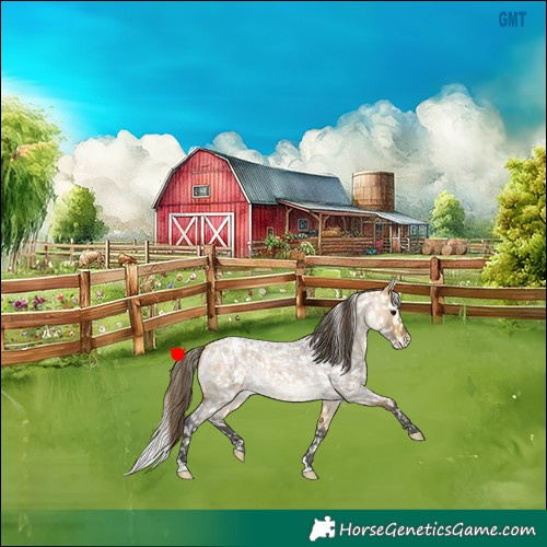 Horse Color:Buckskin Roan Appaloosa Rabicano 