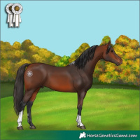 Horse Color:Bay Tobiano 