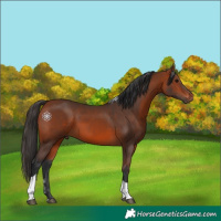 Horse Color:Bay Tobiano 