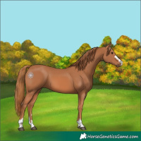 Horse Color:Chestnut 