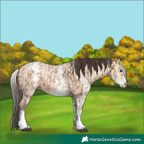 Horse Color:White Spotted Bay Dun Rabicano  and White Spotted Amber Champagne Dun Rabicano 