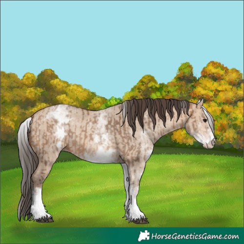 Horse Color:White Spotted Bay Dun Rabicano  and White Spotted Amber Champagne Dun Rabicano 