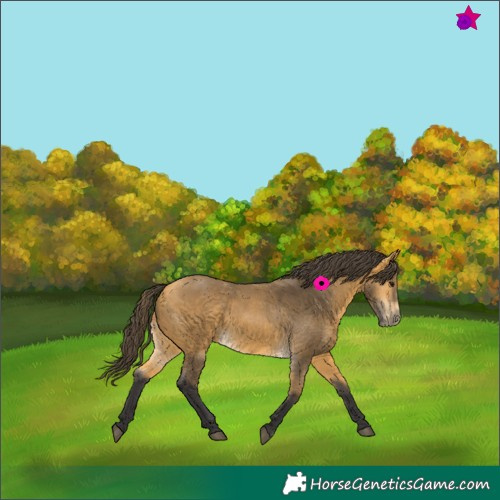 Horse Color:Buckskin 