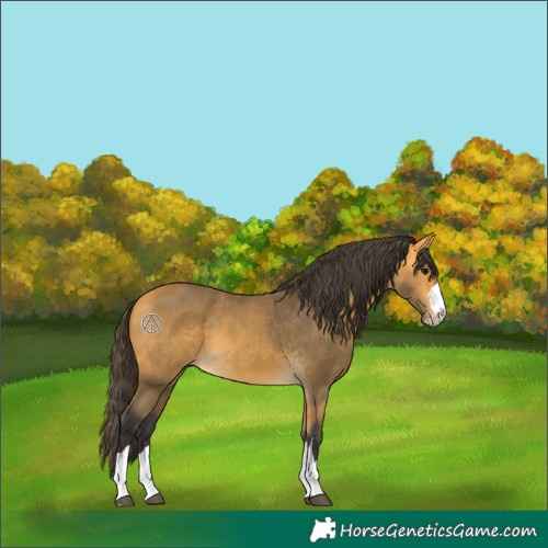 Horse Color:Buckskin