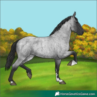 Horse Color:Blue Roan 
