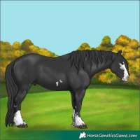 Horse Color:Black 