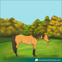 Horse Color:Buckskin 