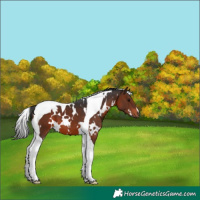 Horse Color:White Spotted Brown Tobiano 