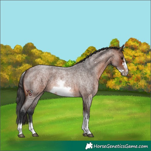 Horse Color:White Spotted Brown Roan Frame Rabicano 
