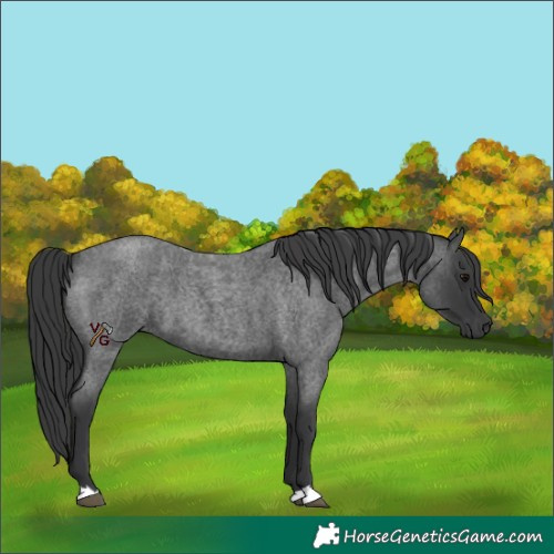 Horse Color:Blue Roan 