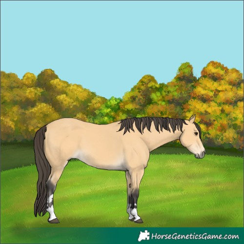 Horse Color:Buckskin