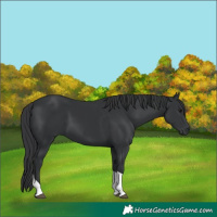 Horse Color:Black Tobiano 