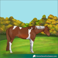 Horse Color:Chestnut Tobiano