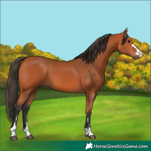 Horse Color:Bay 