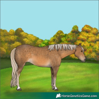 Horse Color:Chocolate Palomino 
