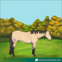 Horse Color:Buckskin 