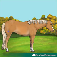 Horse Color:Palomino 