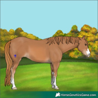 Horse Color:Chestnut 